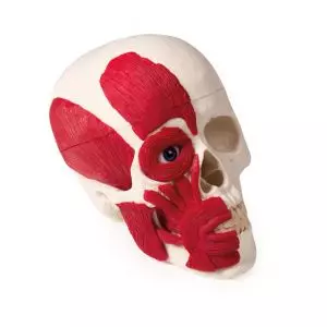Crâne avec musculature 4514 Erler Zimmer