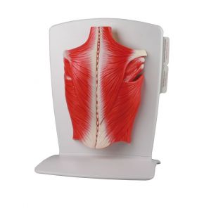 Modèle de muscles du dos en 4 parties M290 Erler Zimmer