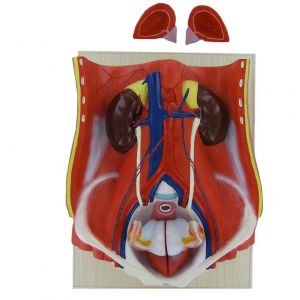 Modèle anatomique d'appareil urinaire masculin Mediprem