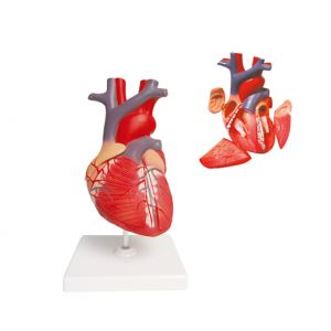 Modèle anatomique du coeur agrandi 2 fois en 4 parties