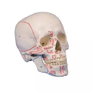 Crâne en 3 parties avec marquage musculaire 4509 Erler Zimmer