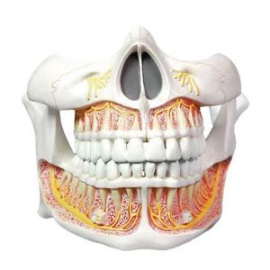 Modèle de dentition d'adulte Mediprem