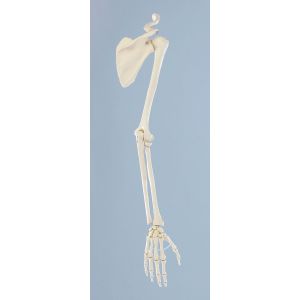 Modèle de squelette de bras avec ceinture scapulaire 6016 Erler Zimmer