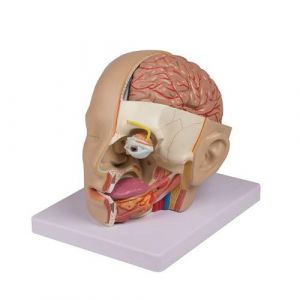 Modèle de tête avec cerveau humain en 4 parties