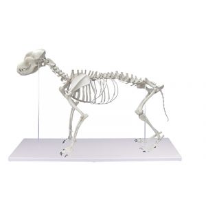 Vente De Squelettes D Animaux Au Meilleur Prix Sur Girodmedical Vente De Squelettes D Animaux Au Meilleur Prix Sur Girodmedical
