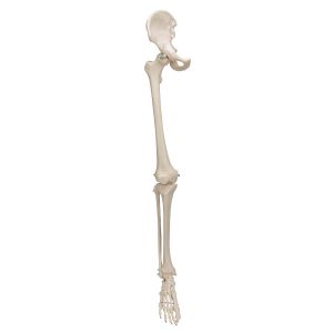 Squelette du membre inférieur avec l'os iliaque, droite A36R