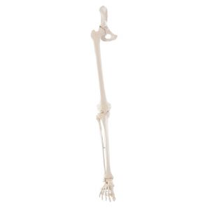 Squelette de jambe avec moitié de bassin et pied flexible 6069 Erler Zimmer