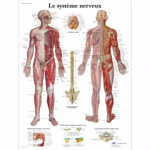 Pied et chevilles - Anatomie et pathologie - 4006744 - VR2176UU - Skeletal  System - 3B Scientific