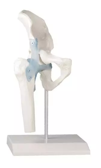 Articulation de la hanche avec des ligaments Erler Zimmer