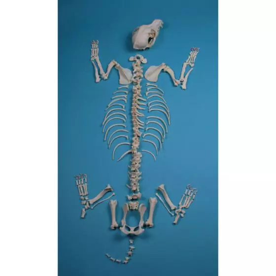 Squelette de chien Erler Zimmer VET3020
