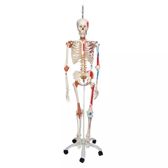 Squelette de luxe Sam, sur support suspendu A13/1