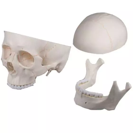 Modèle de crâne avec représentation des sutures, 3 parties Erler Zimmer