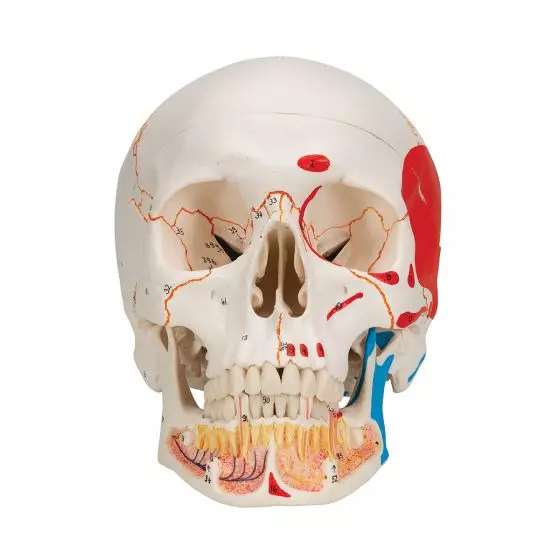 Crâne classique avec mandibule peinte, en 3 parties A22/1