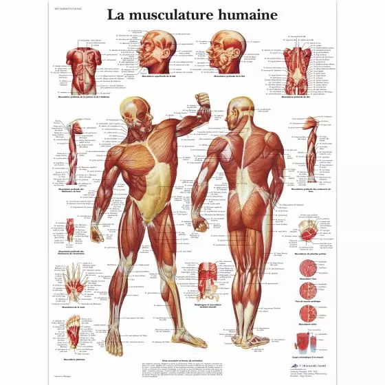 La musculature humaine VR2118L