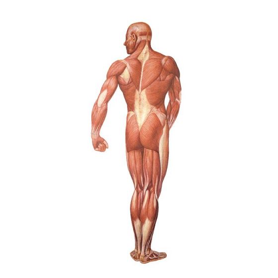 Planche anatomique La musculature humaine, vue dorsale V2005U