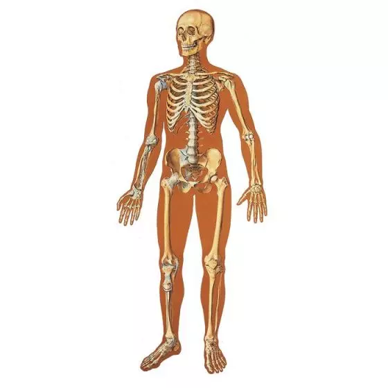 Planche anatomique Le squelette humain, avec ligaments V2001U