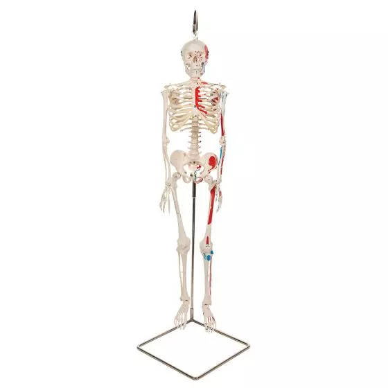 Mini-squelette Shorty avec muscles peints, suspendu A18/6