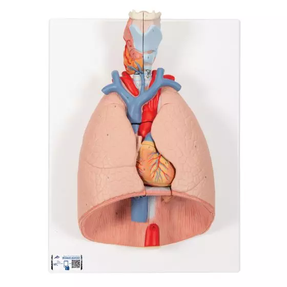 Poumon avec larynx en 7 parties G15 3B Scientific