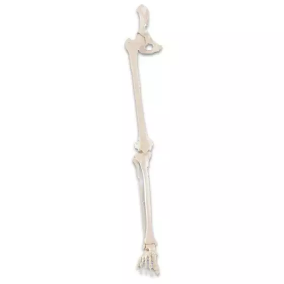 Squelette de jambe avec une moitié du pelvis et pied flexible Erler Zimmer