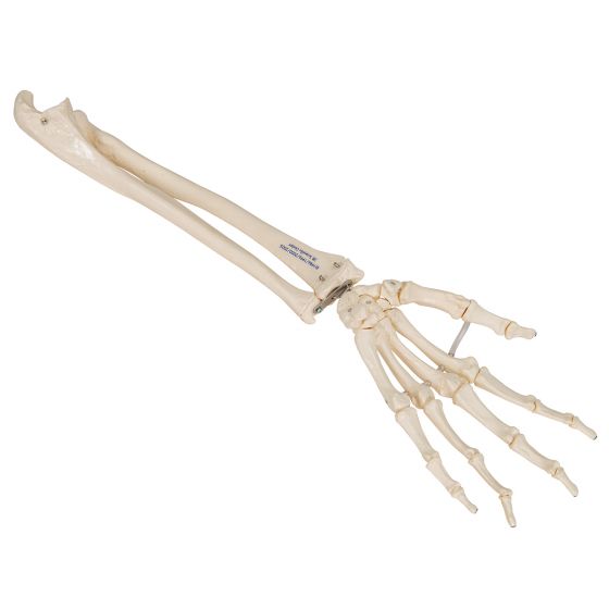 Squelette de la main avec radius et ulna A40/3R