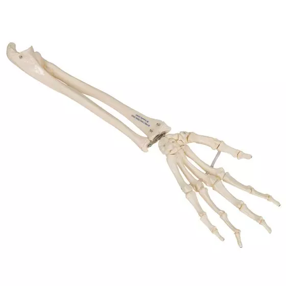 Squelette de la main avec radius et ulna A40/3