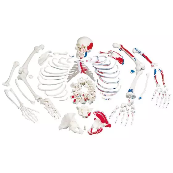 Squelette démonté avec représentation des muscles A05/2