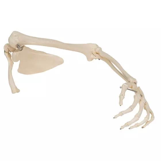 Squelette du membre supérieur droit avec scapula et clavicule A46R