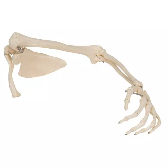 Squelette du membre supérieur gauche avec scapula et clavicule A46L