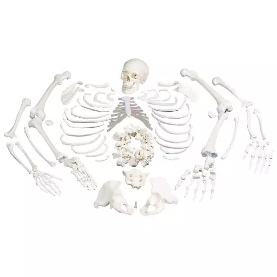 Squelette humain démonté A05/1