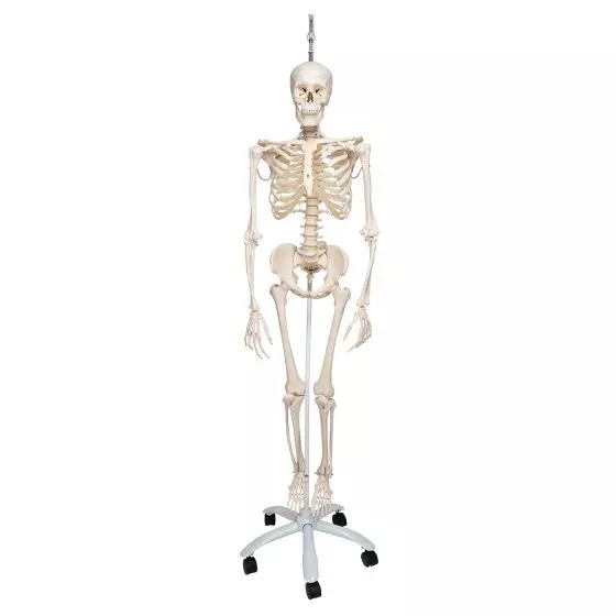 Squelette physiologique, suspendu A15/3