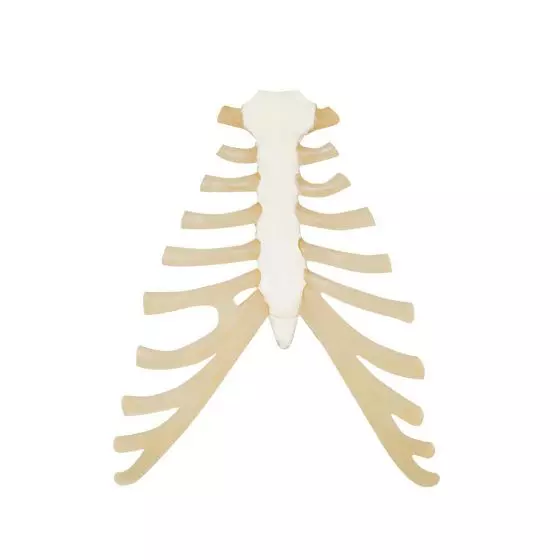 Sternum avec cartilage de la côte  A69