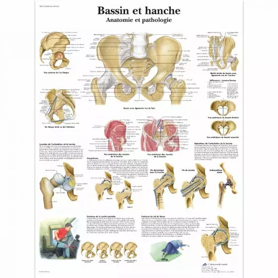 Planche anatomique Bassin et hanche - Anatomie et pathologie VR2172L