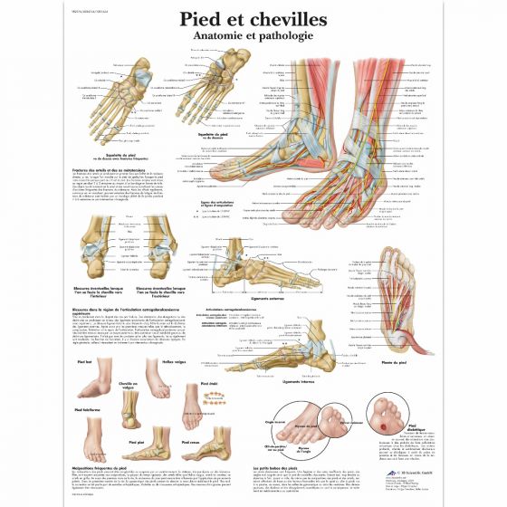 Planche anatomique Pied et chevilles - Anatomie et pathologie VR2176L