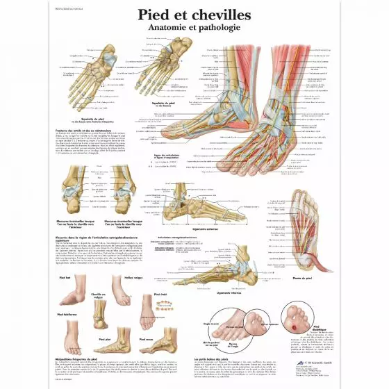 Planche anatomique Pied et chevilles - Anatomie et pathologie VR2176UU