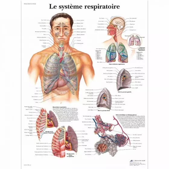 Planche anatomique Le système respiratoire VR2322UU