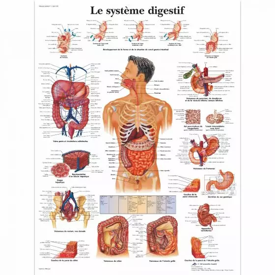 Planche anatomique Le système digestif VR2422L