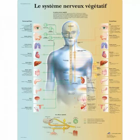 Planche anatomique du système nerveux végétatif VR2610L
