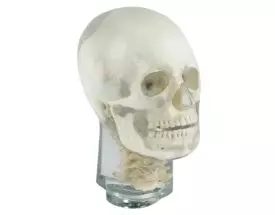 Fantôme radiographique de tête avec vertèbres cervicales Erler Zimmer