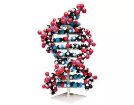 Modèle molêculaire d'ADN gêant 3B Scientific