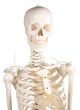 Squelette „Hugo“ avec colonne vertébrale flexible 3014 Erler Zimmer