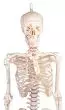 Squelette miniature „Fred“ avec colonne vertébrale flexible et marquage des muscles 3045 Erler Zimmer
