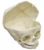 Crâne de fœtus 40 semaines démontable 4727 Erler Zimmer