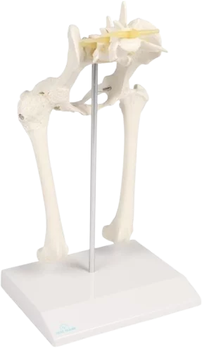 Modèle anatomique de la hanche du chien Erler Zimmer