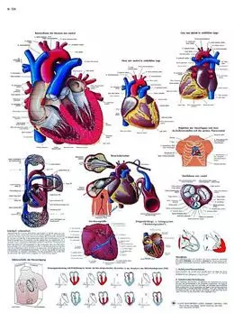 Planche anatomique Le cœur humain, Anatomie et physiologie VR2334UU