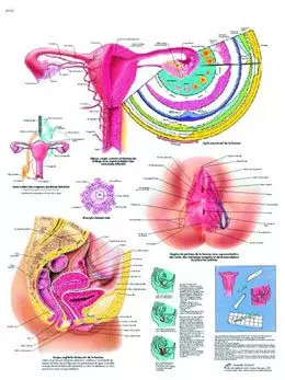 Planche anatomique Les organes génitaux féminins VR2532L