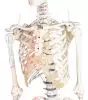 Squelette Arnold avec peinture des muscles - sur roulettes 3008 Erler Zimmer
