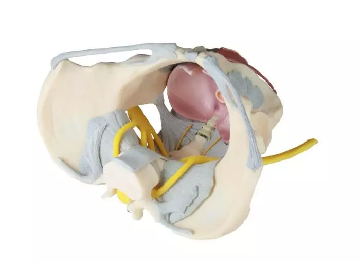 Bassin Féminin avec Ligaments et Nerfs Erler Zimmer 4070B