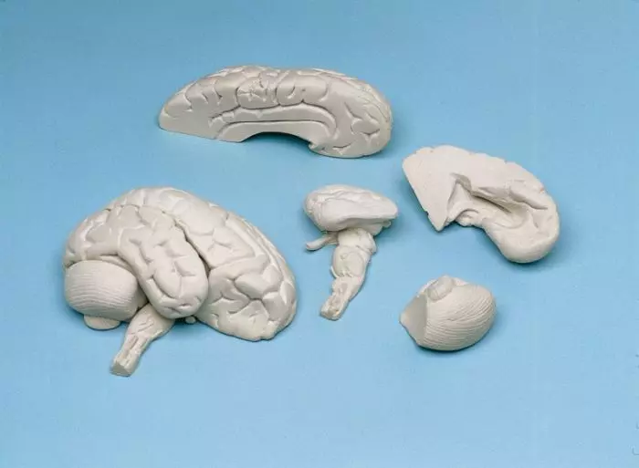Modèle de cerveau mou en 8 parties C85 Erler Zimmer