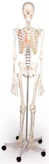 Squelette Arnold avec peinture des muscles - sur roulettes 3008 Erler Zimmer